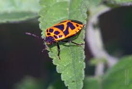 Attēlu rezultāti vaicājumam “Eurydema dominulus”