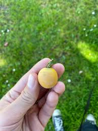 Attēlu rezultāti vaicājumam “Cardaminopsis arenosa fruit”