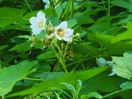 Attēlu rezultāti vaicājumam “Rubus parviflorus”