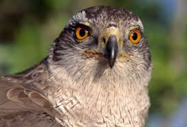Image result for Goshawks G C