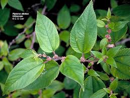 Attēlu rezultāti vaicājumam “Urticaceae”