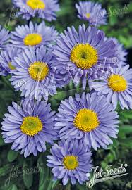 Image result for Aster alpinus