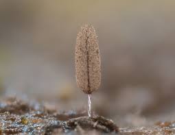 Attēlu rezultāti vaicājumam “Stemonitopsis hyperopta var. landewaldii spores”