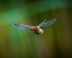 Attēlu rezultāti vaicājumam “Aeshna isoceles”