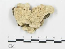 Attēlu rezultāti vaicājumam “Antrodia malicola”