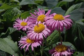 Image result for Aster alpinus