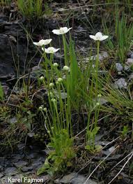 Attēlu rezultāti vaicājumam “Parnassiaceae”