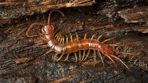 Attēlu rezultāti vaicājumam “Lithobius forficatus”