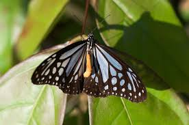 Attēlu rezultāti vaicājumam “Pieridae”