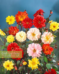 Image result for Dahlia x pinnata `Redskin`