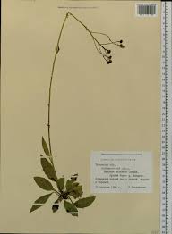 Attēlu rezultāti vaicājumam “Hieracium vulgatum”