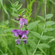 Attēlu rezultāti vaicājumam “Vicia sepium leaf”