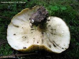 Attēlu rezultāti vaicājumam “Lactarius necator”