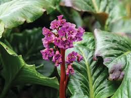 Attēlu rezultāti vaicājumam “Bergenia crassifolia flower”