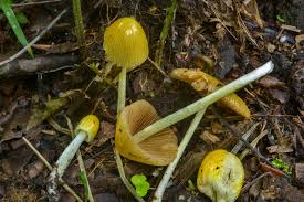 Attēlu rezultāti vaicājumam “Bolbitius vitellinus”