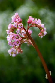 Attēlu rezultāti vaicājumam “Bergenia crassifolia flower”