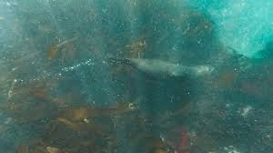 Image result for Wyndley Seals Snorkelling Club