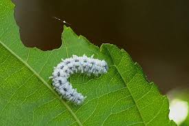 Attēlu rezultāti vaicājumam “Eriocampa ovata larva”