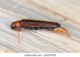 Attēlu rezultāti vaicājumam “Hylecoetus dermestoides”