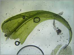 Attēlu rezultāti vaicājumam “Palustriella commutata sporophyte”