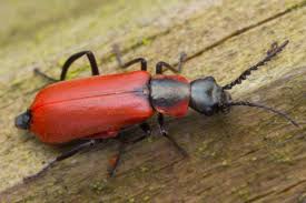 Attēlu rezultāti vaicājumam “Anthocomus rufus”