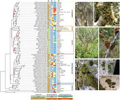 Attēlu rezultāti vaicājumam “Orthotrichum diaphanum sporophyte”