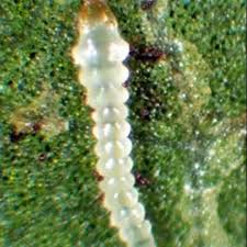 Attēlu rezultāti vaicājumam “Gracillaria syringella imago”