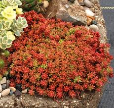 Image result for Sedum album `Coral Carpet`