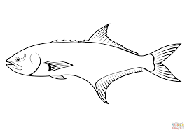 Image result for Lichia amia