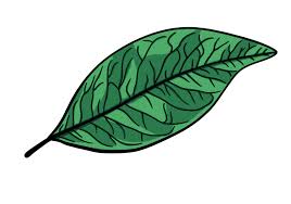 Attēlu rezultāti vaicājumam “leaf”