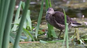Attēlu rezultāti vaicājumam “Gallinula chloropus juvenile”