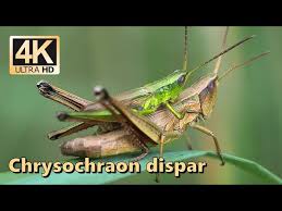 Attēlu rezultāti vaicājumam “Chrysochraon dispar”