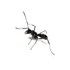 Attēlu rezultāti vaicājumam “Formicidae”