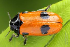 Attēlu rezultāti vaicājumam “Clytra quadripunctata”