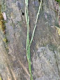 Attēlu rezultāti vaicājumam “Glyceria lithuanica”