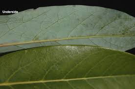 Attēlu rezultāti vaicājumam “Cnidium dubium leaf”