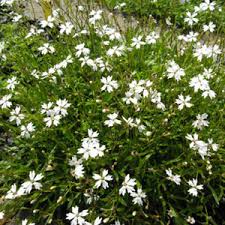 Attēlu rezultāti vaicājumam “Silene viscaria fruit”