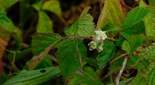 Attēlu rezultāti vaicājumam “Rubus caesius flower”