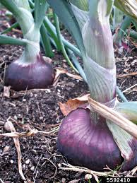 Attēlu rezultāti vaicājumam “Allium cepa”