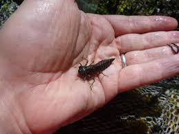 Attēlu rezultāti vaicājumam “Aeshnidae”