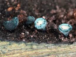 Attēlu rezultāti vaicājumam “Chlorociboria aeruginascens”