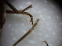 Attēlu rezultāti vaicājumam “Athous sp.”