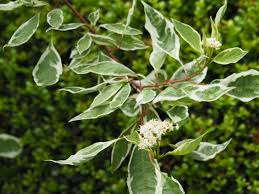 Attēlu rezultāti vaicājumam “Cornus alba”