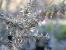 Attēlu rezultāti vaicājumam “Atriplex calotheca leaf”