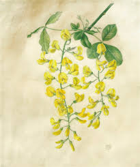 Attēlu rezultāti vaicājumam “Laburnum anagyroides flower”