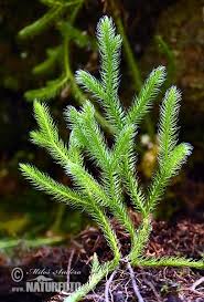 Attēlu rezultāti vaicājumam “Lycopodium clavatum”