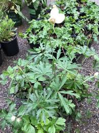 Attēlu rezultāti vaicājumam “Anemone sylvestris leaf”