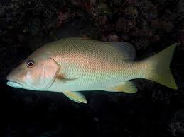 Image result for Lutjanus jocu