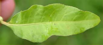 Attēlu rezultāti vaicājumam “Persicaria hydropiper leaf”