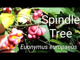Attēlu rezultāti vaicājumam “Euonymus europaeus fruit”